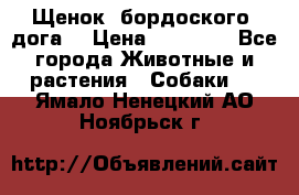 Щенок  бордоского  дога. › Цена ­ 60 000 - Все города Животные и растения » Собаки   . Ямало-Ненецкий АО,Ноябрьск г.